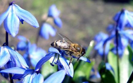 Viața unei familii de albine în diferite perioade ale anului, munca de primăvară-vară a stupului albinelor