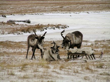 Viața de pe Peninsula Yamal