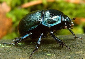 Beetle gunoi gunoi fotografie, caracteristici, beneficii și rău de insecte