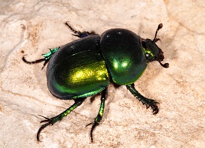 Beetle gunoi gunoi fotografie, caracteristici, beneficii și rău de insecte