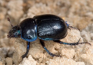 Beetle gunoi gunoi fotografie, caracteristici, beneficii și rău de insecte