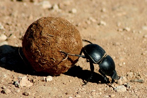 Beetle gunoi gunoi fotografie, caracteristici, beneficii și rău de insecte