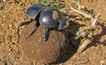 Beetle-bugger, viață fascinantă