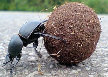 Beetle-bugger, viață fascinantă
