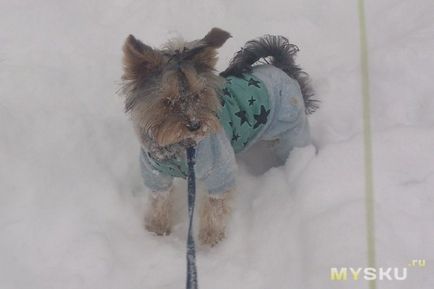 Зимовий комбінезон для собаки