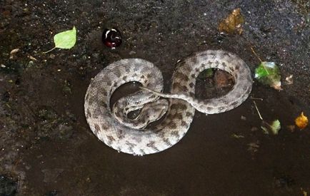 Snake központjában található voronyezsi volt a leginkább mérgező orosz - hírek - az enyém! voronezh Online