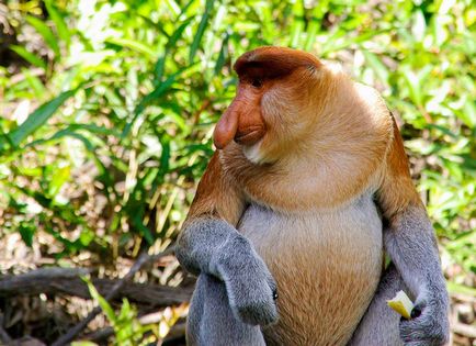 10 Animalele unice din sud-estul Asiei, despre samui