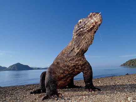 10 Animalele unice din sud-estul Asiei, despre samui