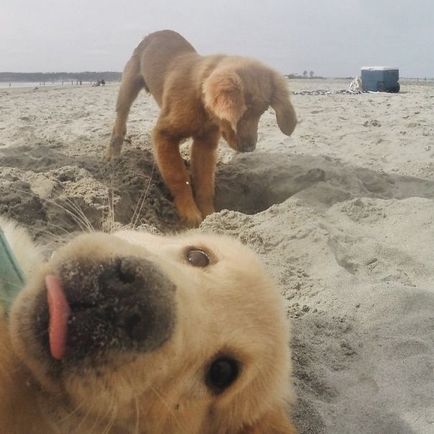 20 Собак, які майстерно вміють псувати фотографії