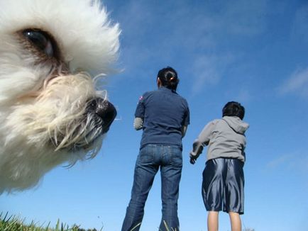20 de câini care știu cum să distrugă fotografiile