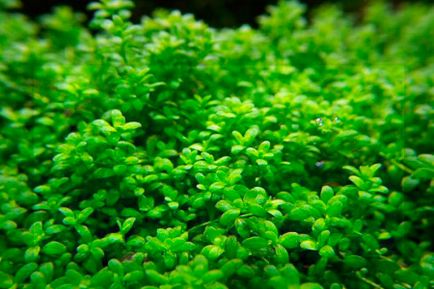 5 Кращих акваріумних рослин для створення килима на дні акваріума