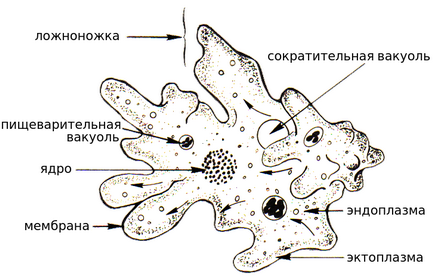 Ameba, biologie