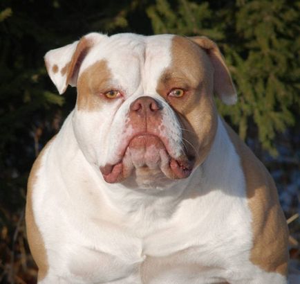 Amerikai bulldog fajta leírása fotókkal