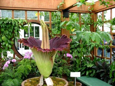 Amorphophallus transplant de îngrijire la domiciliu și reproducere