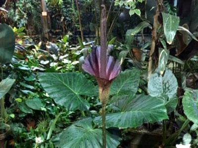 Amorphophallus transplant de îngrijire la domiciliu și reproducere