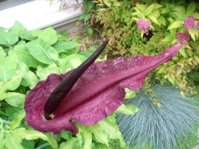 Amorphophallus transplant de îngrijire la domiciliu și reproducere