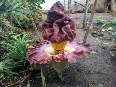 Amorphophallus transplant de îngrijire la domiciliu și reproducere