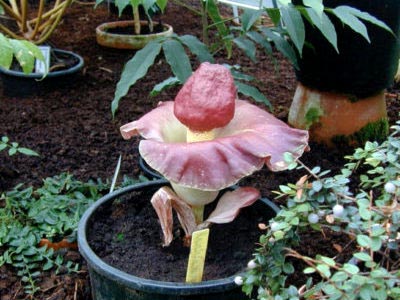 Amorphophallus transplant de îngrijire la domiciliu și reproducere