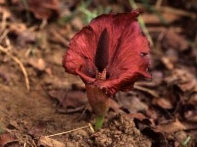 Amorphophallus transplant de îngrijire la domiciliu și reproducere