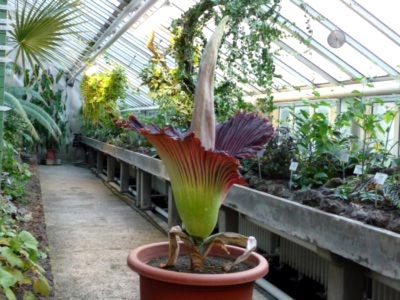 Amorphophallus transplant de îngrijire la domiciliu și reproducere