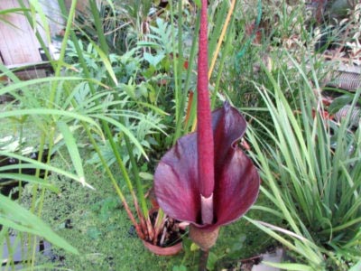 Amorphophallus transplant de îngrijire la domiciliu și reproducere