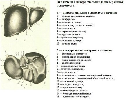 Anatomia și funcția hepatică, bolile și simptomele acestora