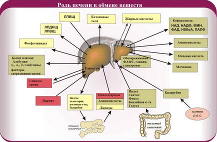 Anatomia și funcția hepatică, bolile și simptomele acestora