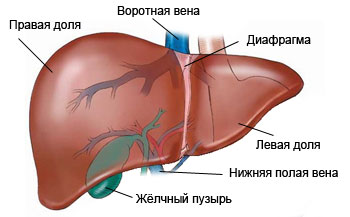 Anatomia și funcția hepatică, bolile și simptomele acestora