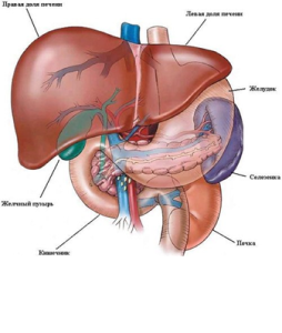 Анатомія печінки людини будова, функції та особливості