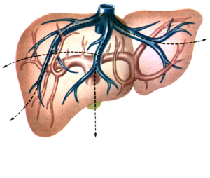 Anatomia structurii hepatice umane, funcții și caracteristici