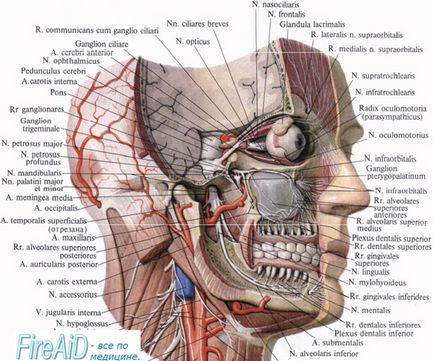 Anatomia tubului auditiv, sau eustachian, trompeta, tuba auditiva