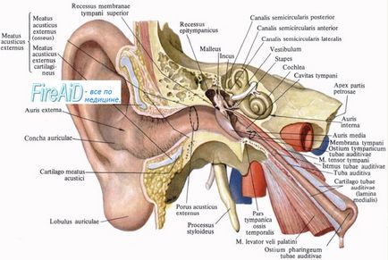 Anatomia tubului auditiv, sau eustachian, trompeta, tuba auditiva