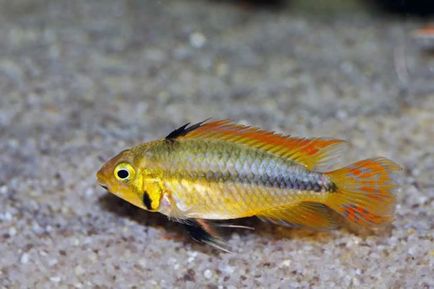 Apistogramma kakadu - tartás, tenyésztés, kompatibilitás