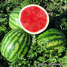 Watermelon crisbee f1 (1000 de semințe), semințe, îngrijire, plantare - îngrijire, udare, plantare, creștere