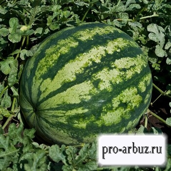 Watermelon crisbee f1 - descrierea soiului, cultivare, semințe, recenzii