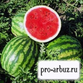 Watermelon crisbee f1 - descrierea soiului, cultivare, semințe, recenzii