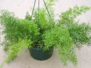 Asparagus îngrijire la domiciliu, plante foto, transplant și reproducere