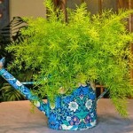 Asparagus îngrijire la domiciliu, plante foto, transplant și reproducere