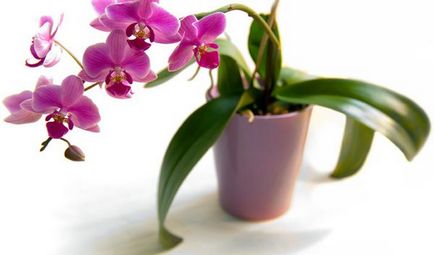 Orchidea, fehér bogarak, hogyan lehet megszabadulni a rovarok