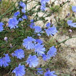 Euonymus gyógyító tulajdonságai és alkalmazásai az orvostudomány - szike - Orvosi