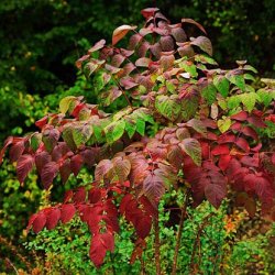 Euonymus gyógyító tulajdonságai és alkalmazásai az orvostudomány - szike - Orvosi