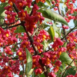 Euonymus gyógyító tulajdonságai és alkalmazásai az orvostudomány - szike - Orvosi