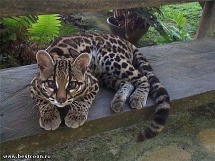 Cel mai bun coon - arhiva blog - ocelot