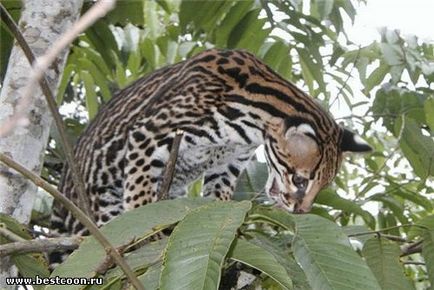 Cel mai bun coon - arhiva blog - ocelot