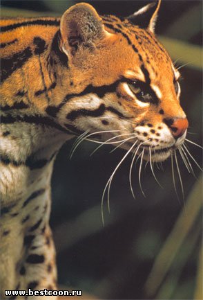 Cel mai bun coon - arhiva blog - ocelot