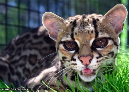 Cel mai bun coon - arhiva blog - ocelot