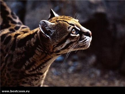 Cel mai bun coon - arhiva blog - ocelot