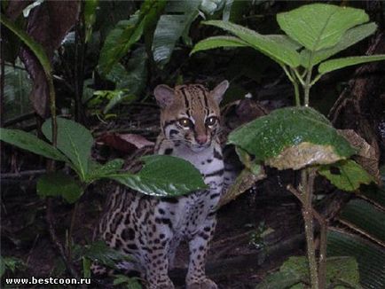 Cel mai bun coon - arhiva blog - ocelot