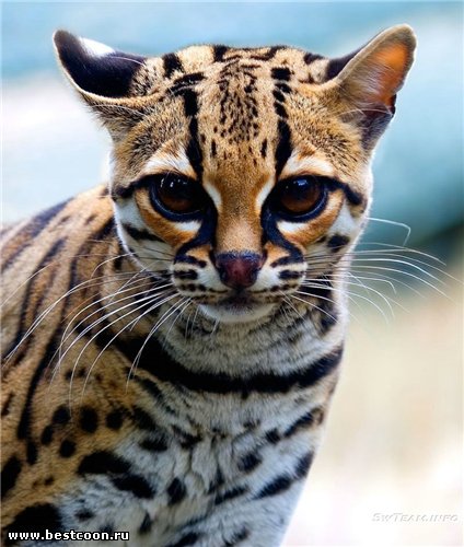 Cel mai bun coon - arhiva blog - ocelot