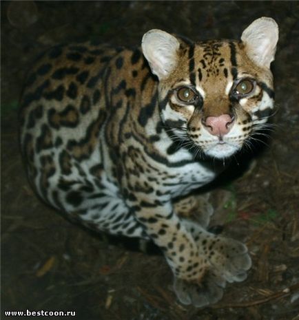 Cel mai bun coon - arhiva blog - ocelot